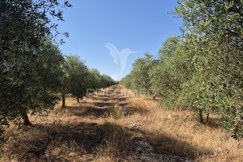 Helårsgrund i Borba, Evora, Borba - € 360.000 | Ref: 053901 - foto 4