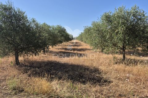 Helårsgrund i Borba, Evora, Borba - € 360.000 | Ref: 053901 - foto 10