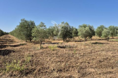 Helårsgrund i Borba, Evora, Borba - € 360.000 | Ref: 053901 - foto 13