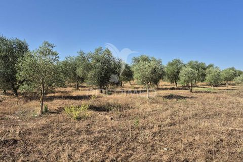 Helårsgrund i Borba, Evora, Borba - € 360.000 | Ref: 053901 - foto 14