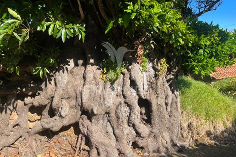 Byhus i Calheta, Madeira, Calheta - € 225.000 | Ref: 053930 - foto 7