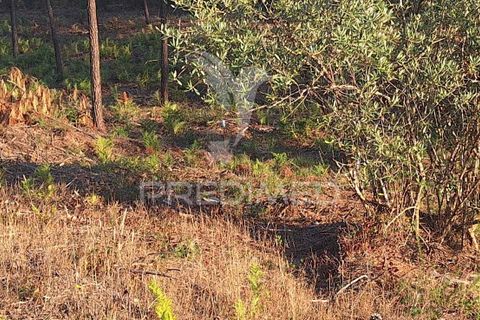 Helårsgrund i Ourem, Santarem, Ourem - € 29.250 | Ref: 054965 - foto 18