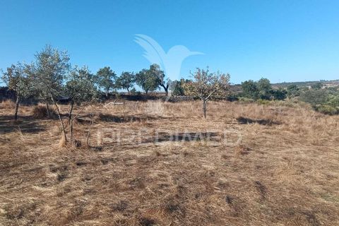 Terra a Nisa, Portalegre, Nisa - € 20.000 | Ref: 055396 - foto 2