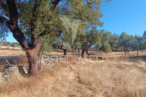 Terra a Nisa, Portalegre, Nisa - € 20.000 | Ref: 055396 - foto 3