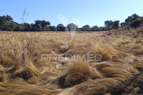 Terra a Nisa, Portalegre, Nisa - € 20.000 | Ref: 055396 - foto 4