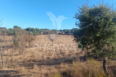 Terra a Nisa, Portalegre, Nisa - € 20.000 | Ref: 055396 - foto 5