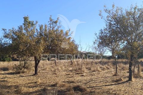 Terra a Nisa, Portalegre, Nisa - € 20.000 | Ref: 055396 - foto 6