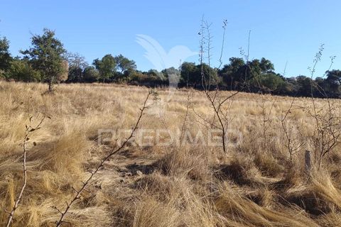 Terra a Nisa, Portalegre, Nisa - € 20.000 | Ref: 055396 - foto 7