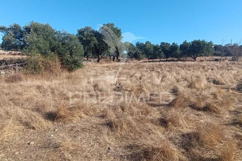Terra a Nisa, Portalegre, Nisa - € 20.000 | Ref: 055396 - foto 10