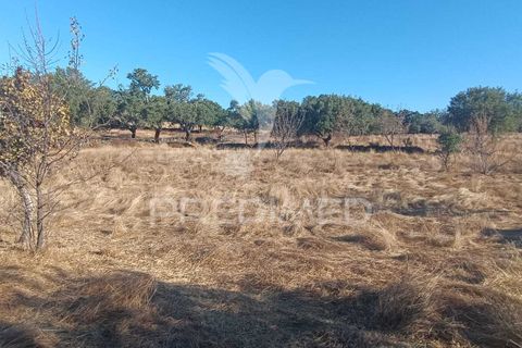 Terra a Nisa, Portalegre, Nisa - € 20.000 | Ref: 055396 - foto 11