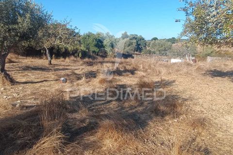 Terra a Nisa, Portalegre, Nisa - € 20.000 | Ref: 055396 - foto 13