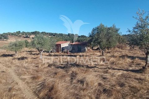 Terra a Nisa, Portalegre, Nisa - € 20.000 | Ref: 055396 - foto 19