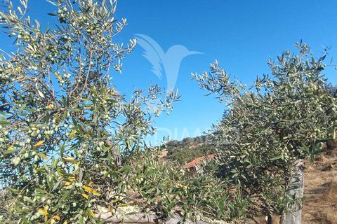 Terra a Nisa, Portalegre, Nisa - € 20.000 | Ref: 055396 - foto 21