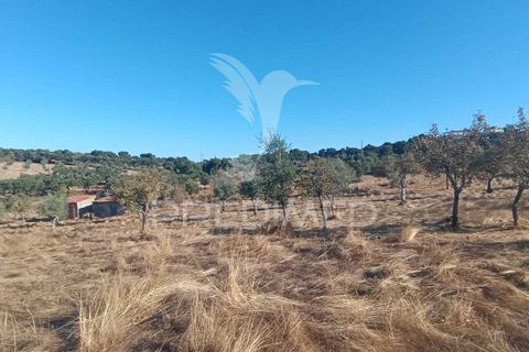 Terra a Nisa, Portalegre, Nisa - € 20.000 | Ref: 055396 - foto 22