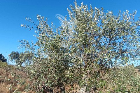 Terra a Nisa, Portalegre, Nisa - € 20.000 | Ref: 055396 - foto 23