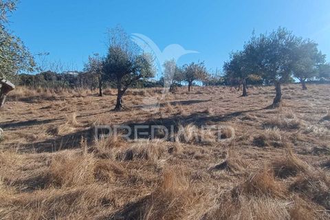 Terra a Nisa, Portalegre, Nisa - € 20.000 | Ref: 055396 - foto 24