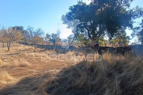 Terra a Nisa, Portalegre, Nisa - € 20.000 | Ref: 055396 - foto 25