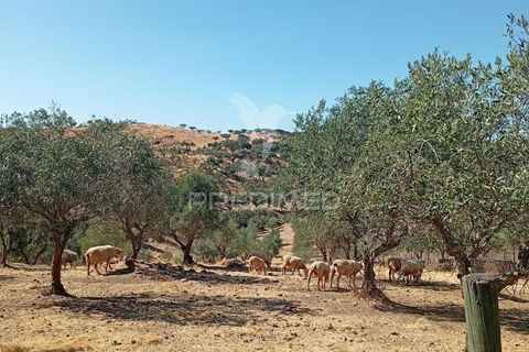 Terra a Vila Vicosa, Evora, Vila Vicosa - € 16.000 | Ref: 055451 - foto 3
