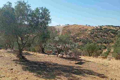 Terra a Vila Vicosa, Evora, Vila Vicosa - € 16.000 | Ref: 055451 - foto 5