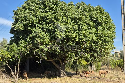 Terra a Vila Vicosa, Evora, Vila Vicosa - € 89.000 | Ref: 055675 - foto 25