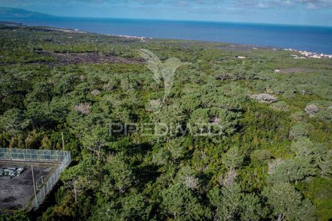 Helårsgrund i Sao Roque do Pico, Pico, Sao Roque do Pico - € 50.000 | Ref: 056574 - foto 2