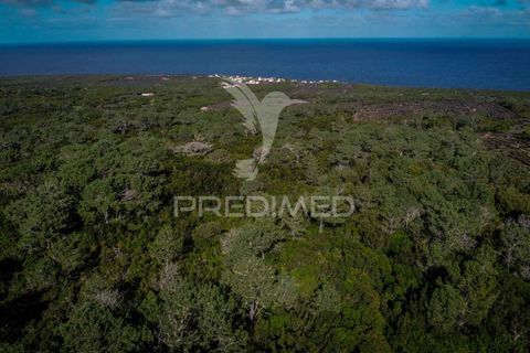 Helårsgrund i Sao Roque do Pico, Pico, Sao Roque do Pico - € 50.000 | Ref: 056574 - foto 3