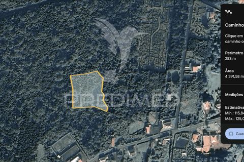 Helårsgrund i Sao Roque do Pico, Pico, Sao Roque do Pico - € 50.000 | Ref: 056574 - foto 17