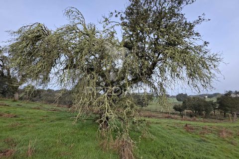 Terra a Alandroal, Evora, Alandroal - € 31.150 | Ref: 057364 - foto 4