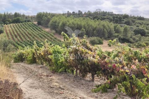 Helårsgrund i Alenquer, Lisbon, Alenquer - € 38.500 | Ref: 057438 - foto 4