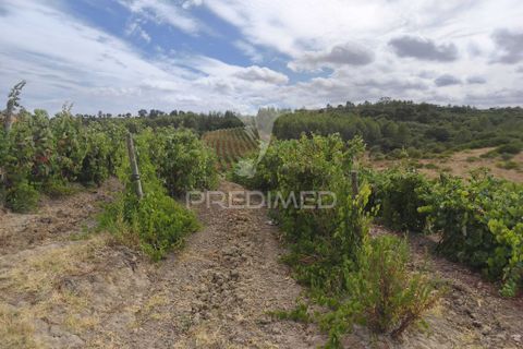Helårsgrund i Alenquer, Lisbon, Alenquer - € 38.500 | Ref: 057438 - foto 5
