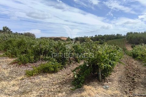 Helårsgrund i Alenquer, Lisbon, Alenquer - € 38.500 | Ref: 057438 - foto 6