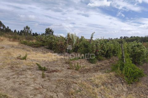 Helårsgrund i Alenquer, Lisbon, Alenquer - € 38.500 | Ref: 057438 - foto 8