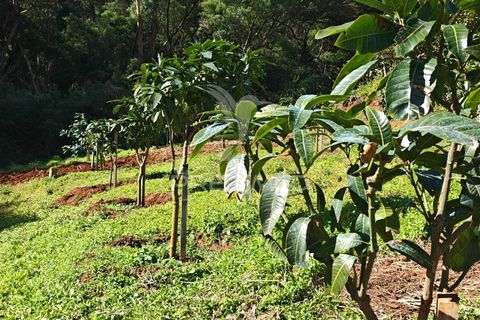 Helårsgrund i Machico, Madeira, Machico - € 400.000 | Ref: 057481 - foto 2