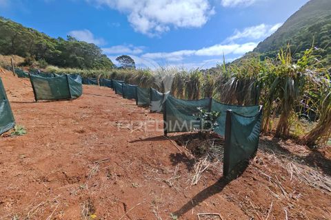 Helårsgrund i Machico, Madeira, Machico - € 400.000 | Ref: 057481 - foto 4