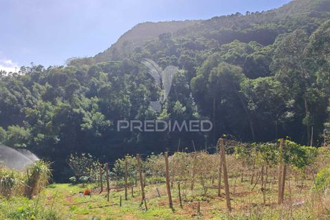 Helårsgrund i Machico, Madeira, Machico - € 400.000 | Ref: 057481 - foto 17