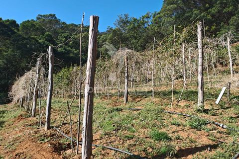 Helårsgrund i Machico, Madeira, Machico - € 400.000 | Ref: 057481 - foto 25