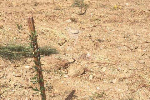 Terra a Penedono, Viseu, Penedono - € 11.000 | Ref: 058342 - foto 2