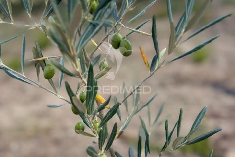 Terra a Penedono, Viseu, Penedono - € 11.000 | Ref: 058342 - foto 3