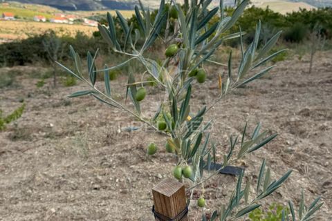 Terra a Penedono, Viseu, Penedono - € 11.000 | Ref: 058342 - foto 4