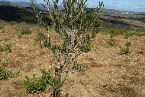 Terra a Penedono, Viseu, Penedono - € 11.000 | Ref: 058342 - foto 6