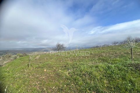 Terra a Penedono, Viseu, Penedono - € 11.000 | Ref: 058342 - foto 9