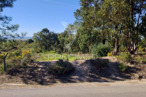 Terra a Chamusca, Santarem, Chamusca - € 55.000 | Ref: 058385 - foto 7