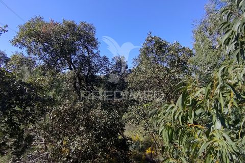 Helårsgrund i Constancia, Santarem, Constancia - € 55.000 | Ref: 058519 - foto 14