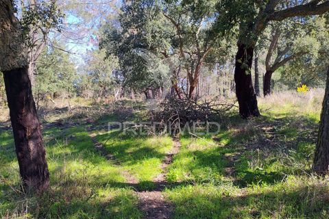 Terra a Constancia, Santarem, Constancia - € 16.100 | Ref: 058521 - foto 14