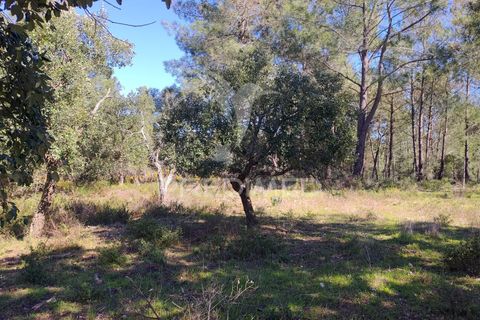 Terra a Constancia, Santarem, Constancia - € 16.100 | Ref: 058521 - foto 15