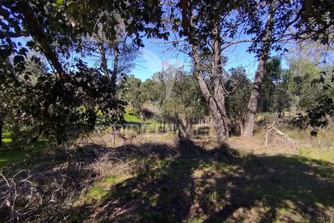 Terra a Constancia, Santarem, Constancia - € 16.100 | Ref: 058521 - foto 16
