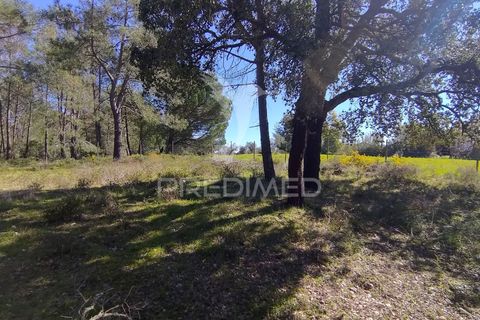 Terra a Constancia, Santarem, Constancia - € 16.100 | Ref: 058521 - foto 17