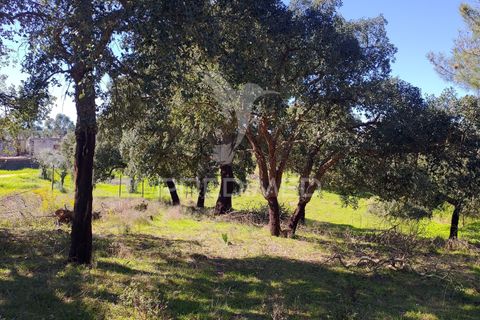 Terra a Constancia, Santarem, Constancia - € 16.100 | Ref: 058521 - foto 18