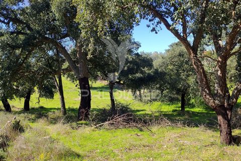 Terra a Constancia, Santarem, Constancia - € 16.100 | Ref: 058521 - foto 20