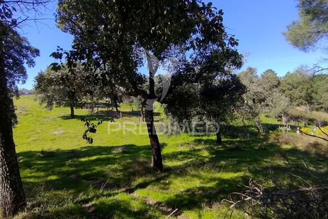 Terra a Constancia, Santarem, Constancia - € 16.100 | Ref: 058521 - foto 22